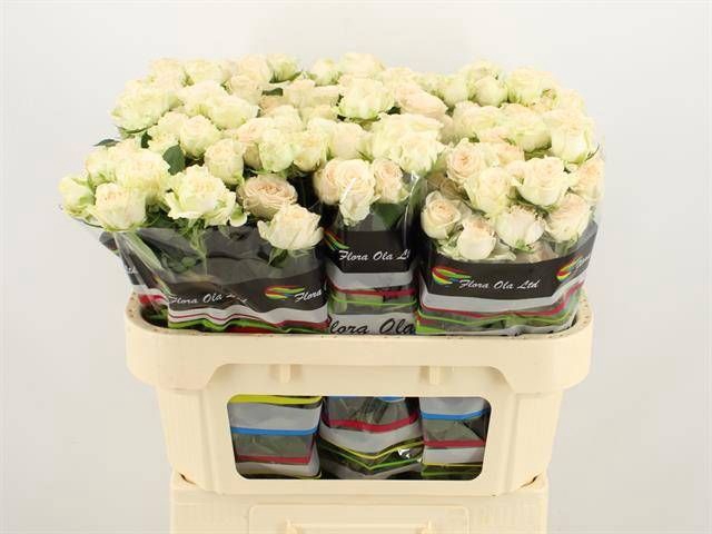<h4>R Tr Sofie Flora Ola</h4>