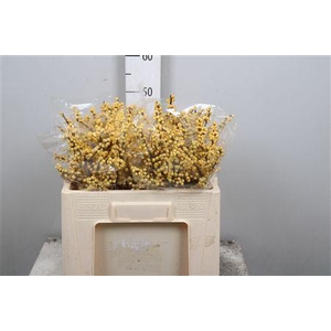 Ilex Ve Mag Citronella