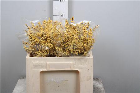 <h4>Ilex Ve Mag Citronella</h4>