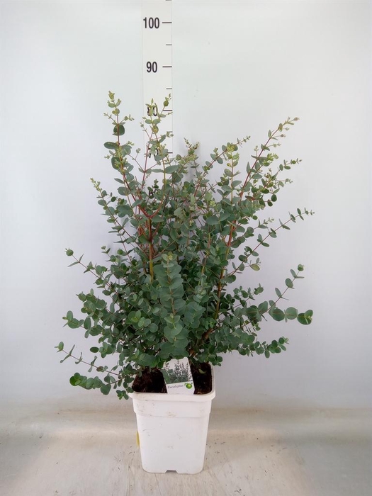 <h4>Eucalyptus gunnii</h4>