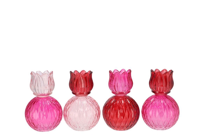 <h4>Bicolore Dutch Pink Mix Tulip T-light Ass 11x17cm Nm</h4>
