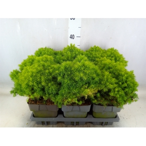 Picea glauca 'Alberta Globe'