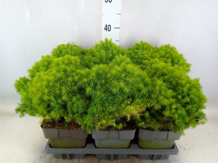 <h4>Picea glauca 'Alberta Globe'</h4>