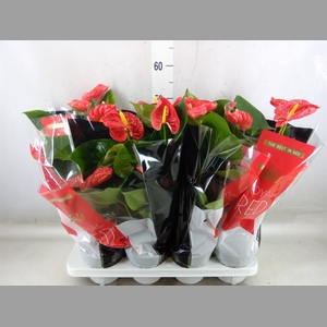 Anthurium andr. 'Madural'