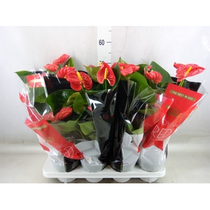 Anthurium andr. 'Madural'