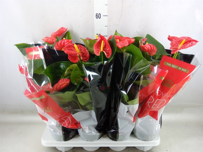 <h4>Anthurium andr. 'Madural'</h4>
