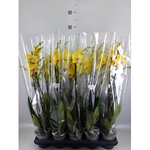 Phalaenopsis   ...yellow
