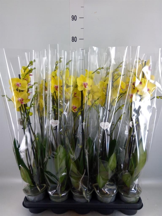 <h4>Phalaenopsis ...yellow</h4>