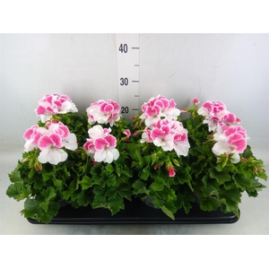 Pelargonium gran.   ..