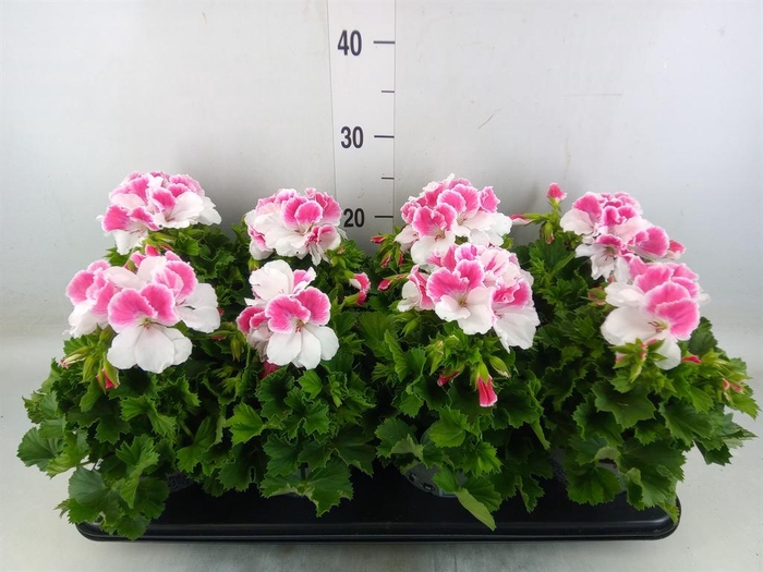 <h4>Pelargonium gran.   ..</h4>