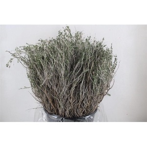 Thym Calabria P Bunch