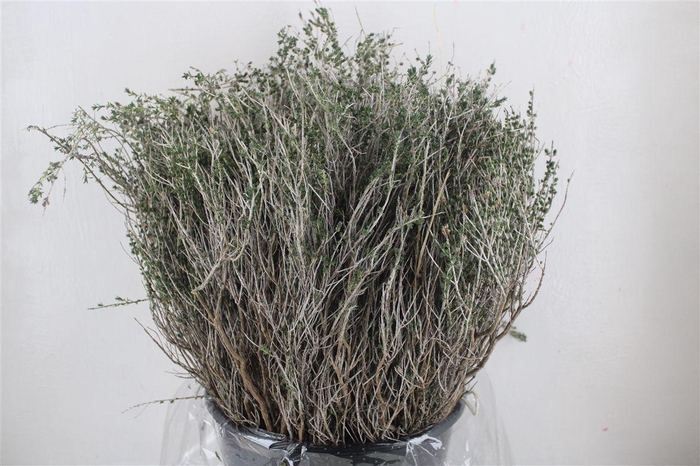 <h4>Thym Calabria P Bunch</h4>
