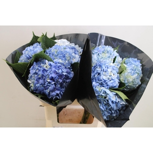 Hydrangea blue dark