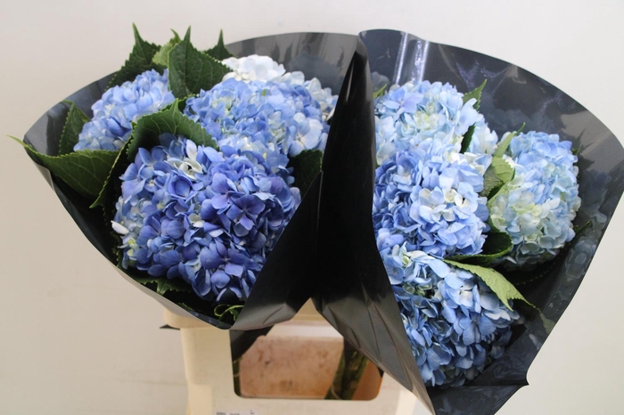 <h4>Hydrangea blue dark</h4>
