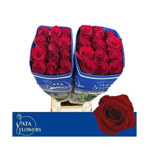 <h4>R Gr Explorer L8</h4>