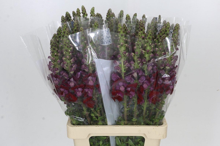 <h4>Antirrhinum Potomac Red</h4>