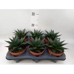 xGasteraloe  'Noa'