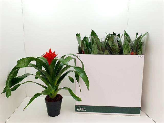 <h4>Aechmea Rozanne Elegant Red</h4>