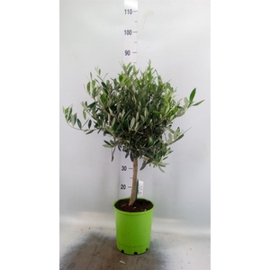 Olea europaea