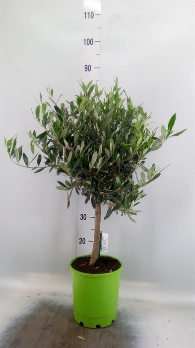 <h4>Olea europaea</h4>
