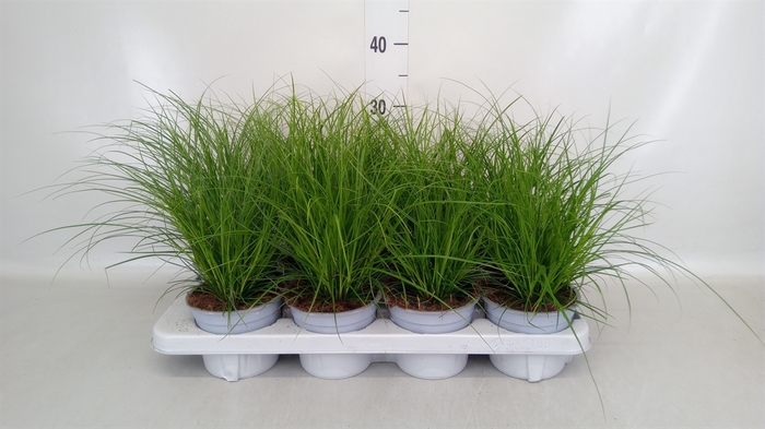 <h4>Carex brunnea</h4>