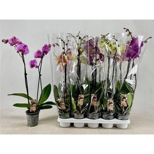 Phal Gem 2 Branche 18+