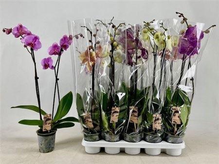<h4>Phal Gem 2 Branche 18+</h4>