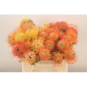 Leuco Assorti Mix Orange