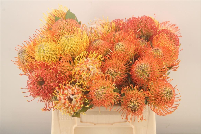 Leuco Assorti Mix Orange