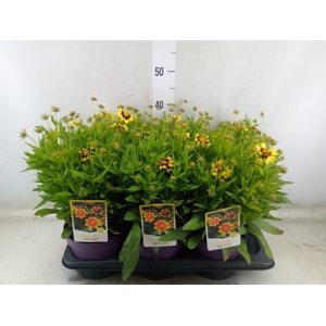 Coreopsis  'Uptick Yellow Red'
