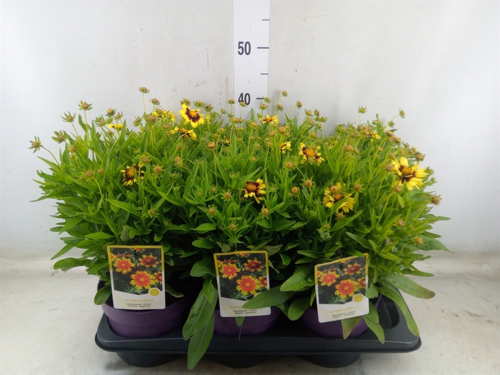 <h4>Coreopsis  'Uptick Yellow Red'</h4>