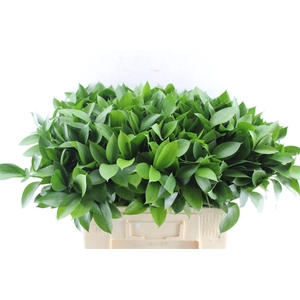 Ruscus Hypophyllum
