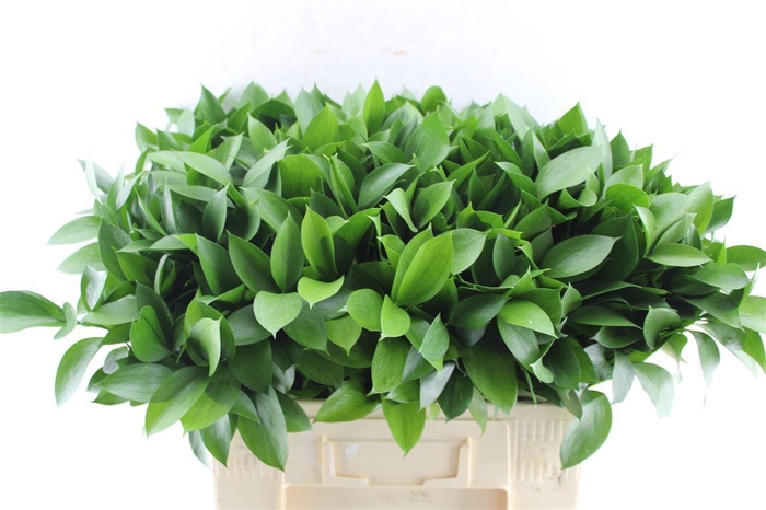 <h4>Ruscus Hypophyllum</h4>
