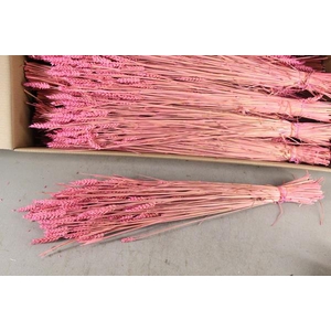 Df Triticum Bs Frost Cerise