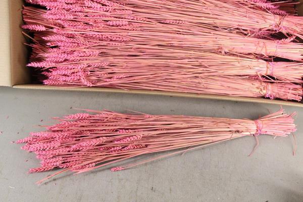 Df Triticum Bs Frost Cerise