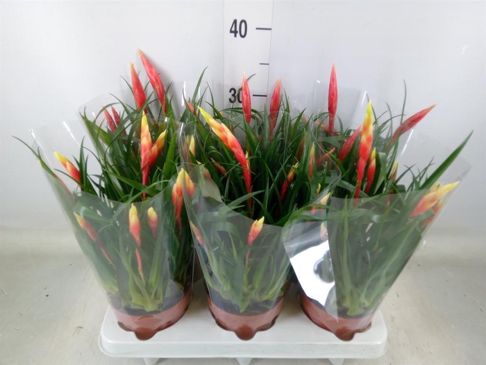 <h4>Vriesea  'Shannon'</h4>