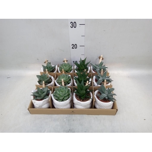 Succulents   ...mix 3