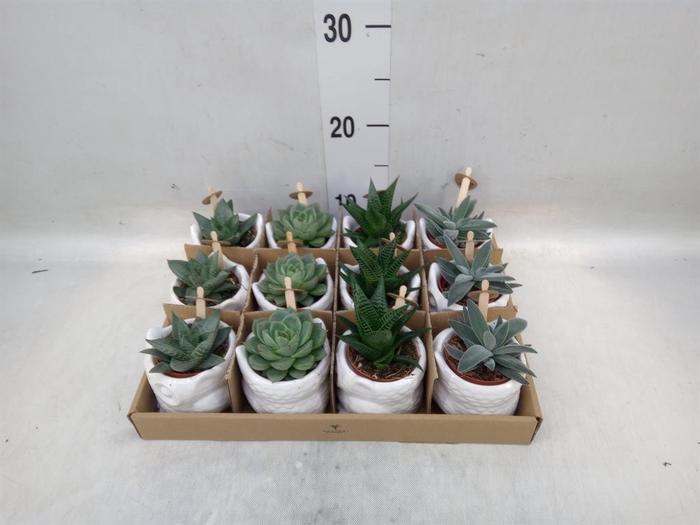 <h4>Succulents   ...mix 3</h4>