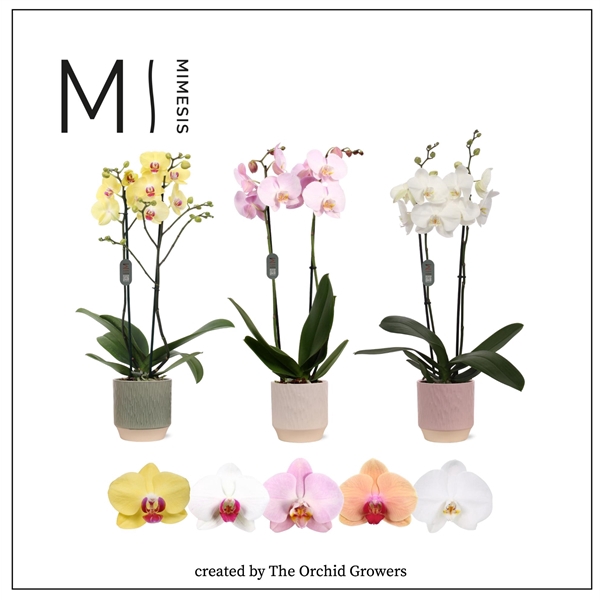 <h4>Mimesis Phal. Mix - 2 spike 12cm in Luna mix ceramic</h4>