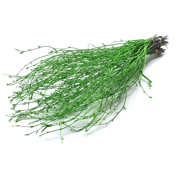 <h4>Birch 70cm 10stems per bunch Light Green</h4>