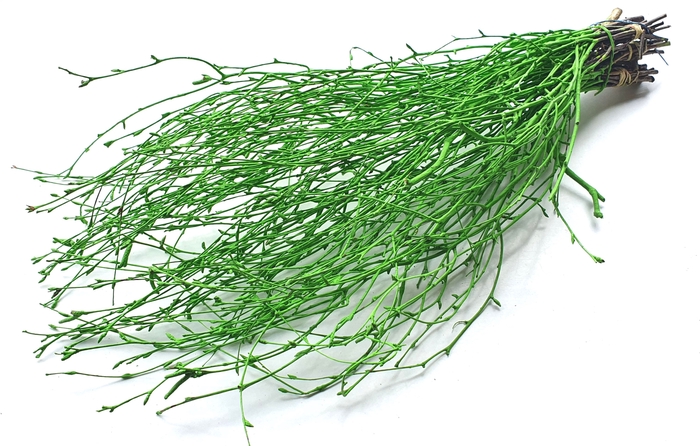 Birch 70cm 10stems per bunch Light Green
