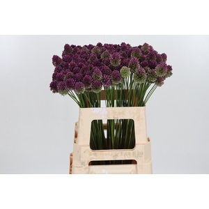 Allium Sphaerocephal (kogel)