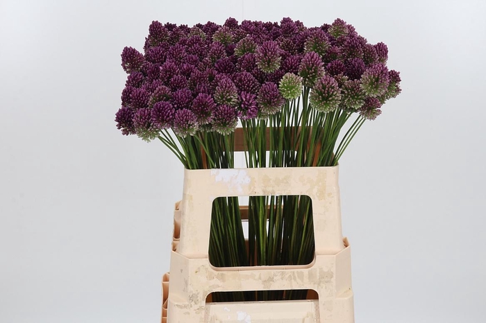 <h4>Allium Sphaerocephal (kogel)</h4>