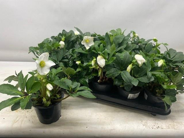 <h4>HELL NI HAPPY DAY</h4>