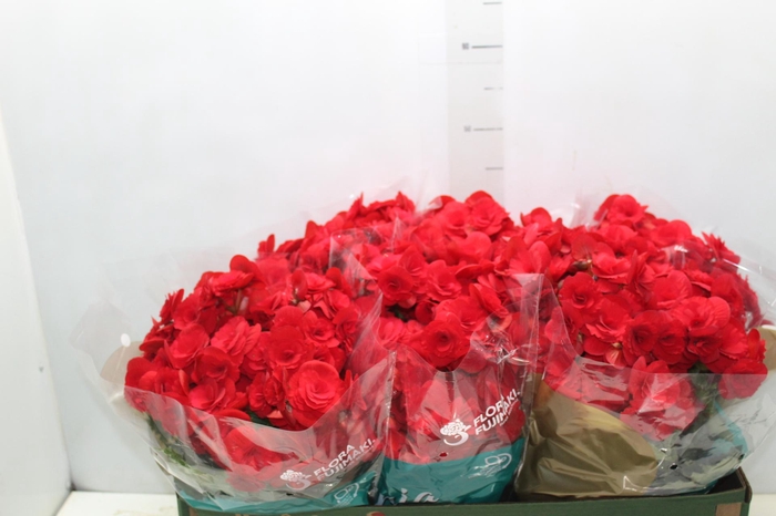 <h4>BEGONIA BALADIN P15</h4>