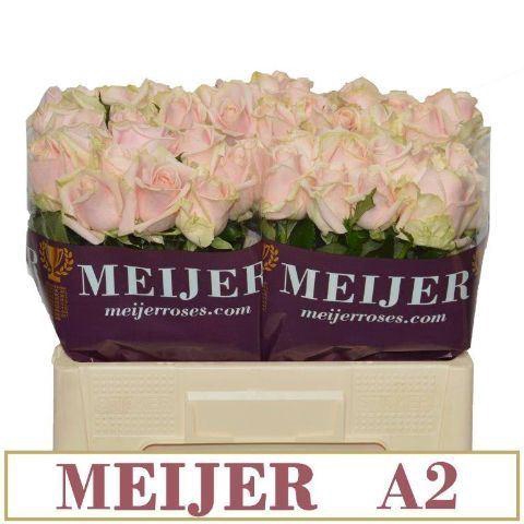 <h4>RS GR SWEET AVALANCHE</h4>