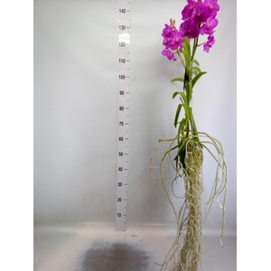 Vanda hybrids