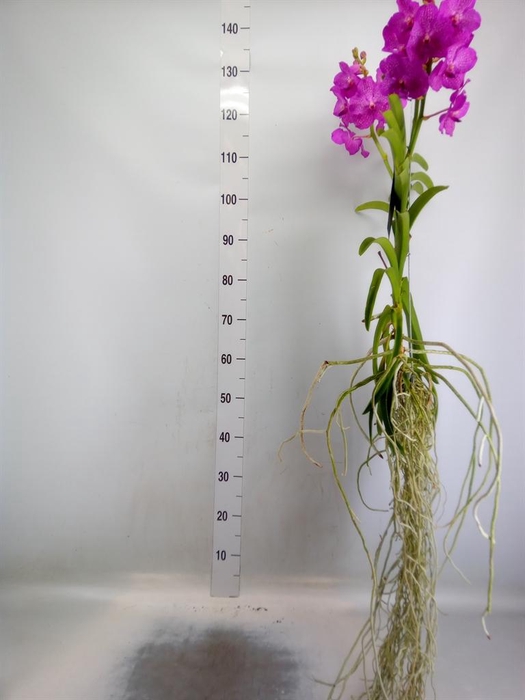 <h4>Vanda hybrids</h4>