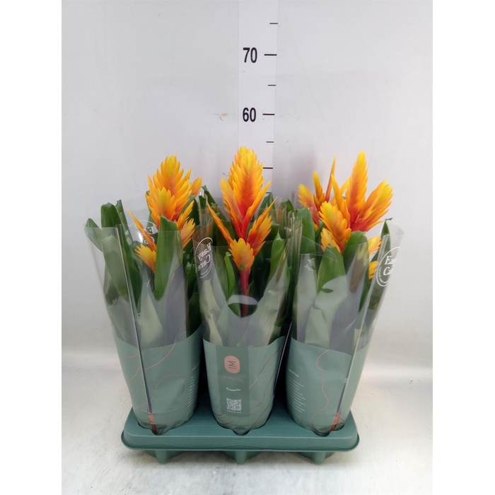 <h4>Vriesea  'Intenso Flame'</h4>