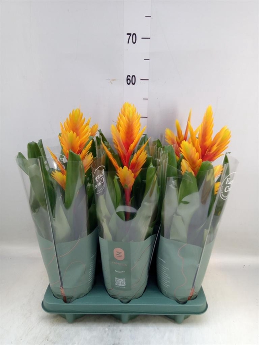 <h4>Vriesea  'Intenso Flame'</h4>